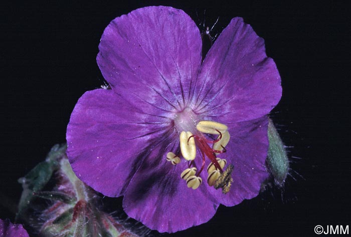 Geranium phaeum = Geranium phaeum var. phaeum