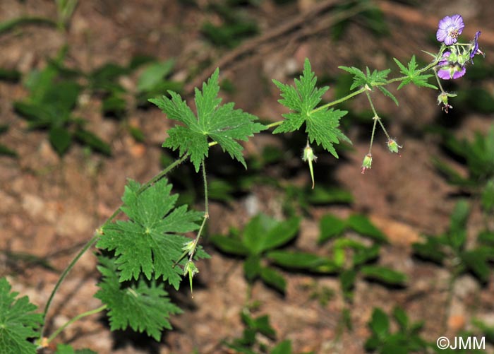 Geranium phaeum var. lividum