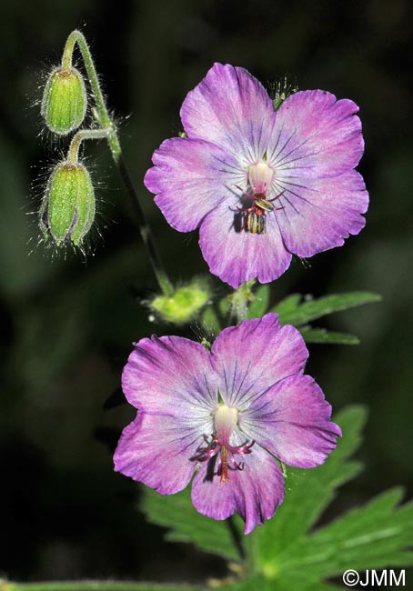 Geranium phaeum var. lividum