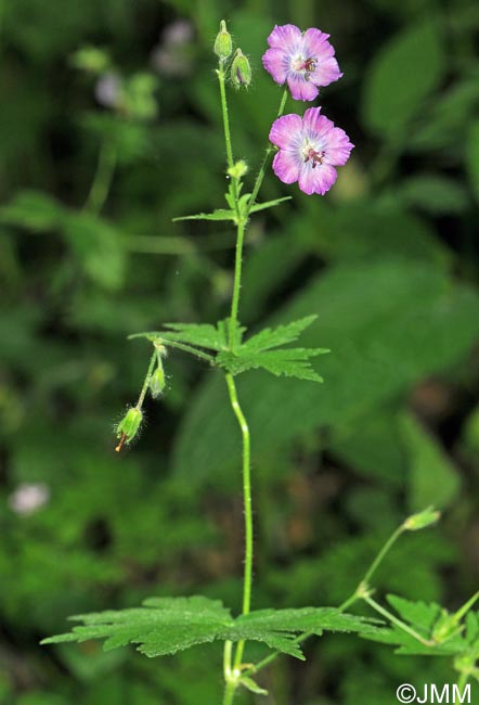 Geranium phaeum var. lividum