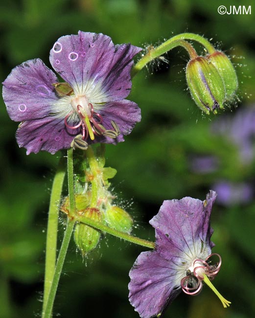 Geranium phaeum var. lividum