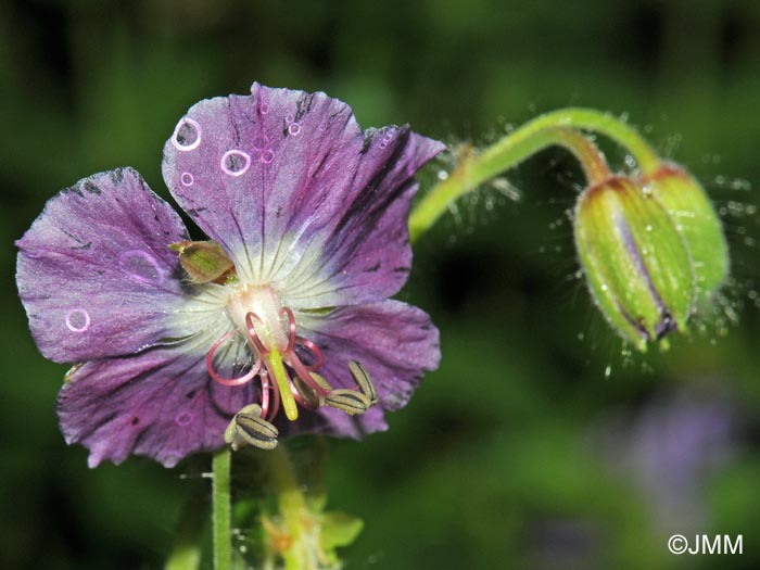 Geranium phaeum var. lividum