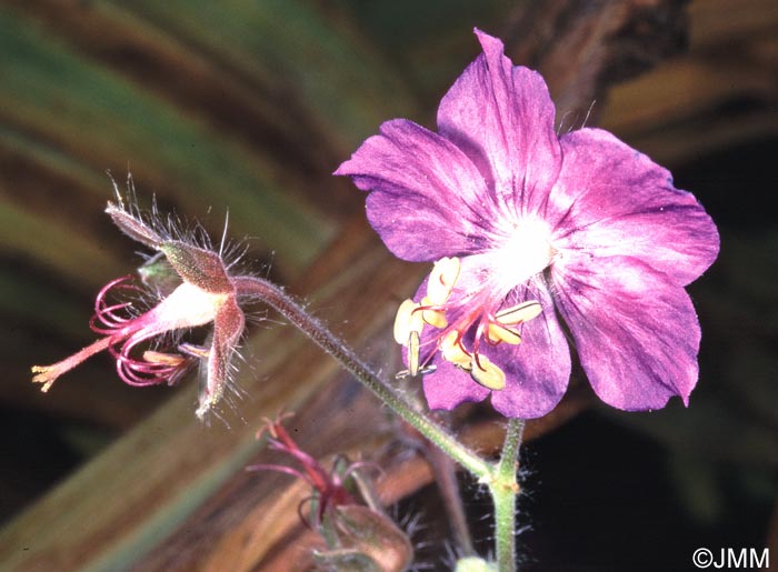 Geranium phaeum var. lividum