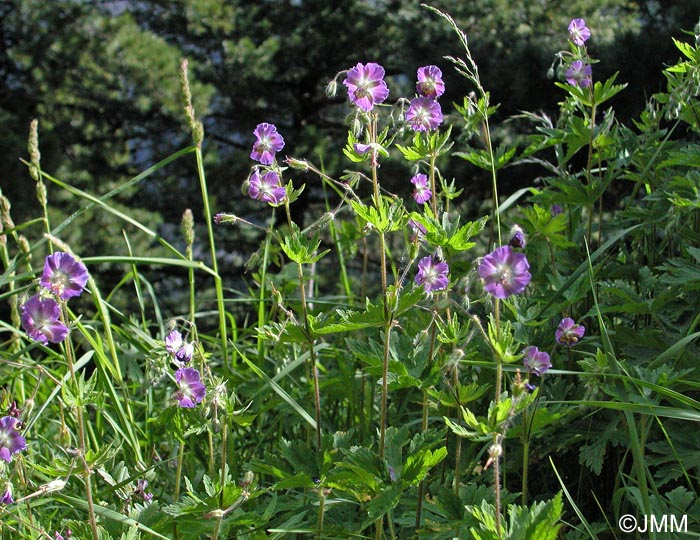 Geranium phaeum var. lividum