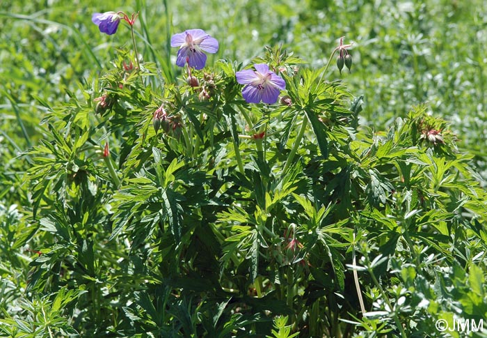 Geranium pratense