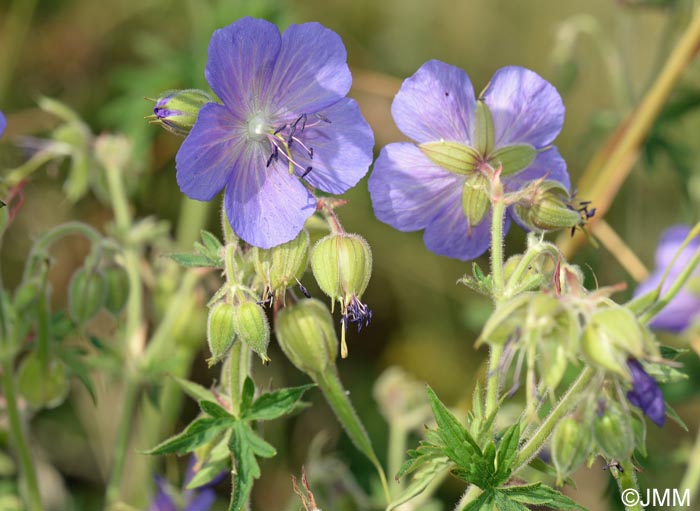 Geranium pratense