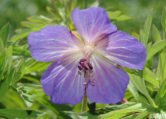 Geranium pratense