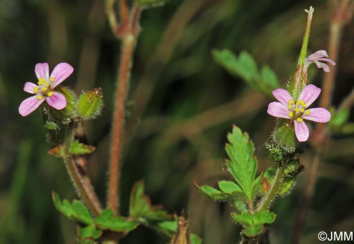 Geranium purpureum