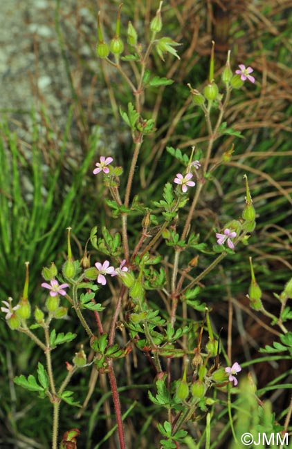 Geranium purpureum