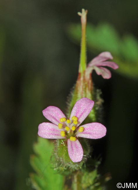 Geranium purpureum