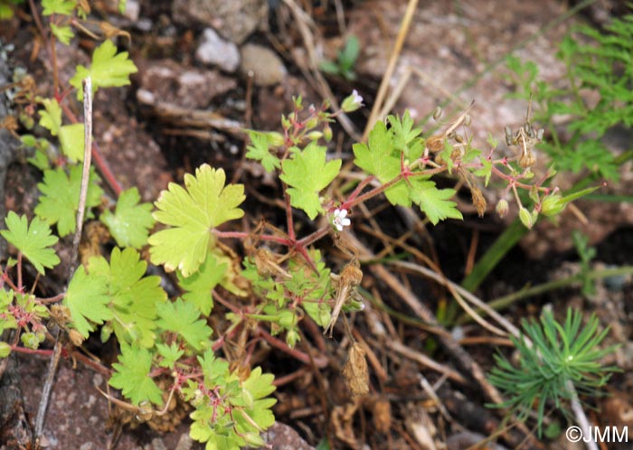 Geranium pusillum