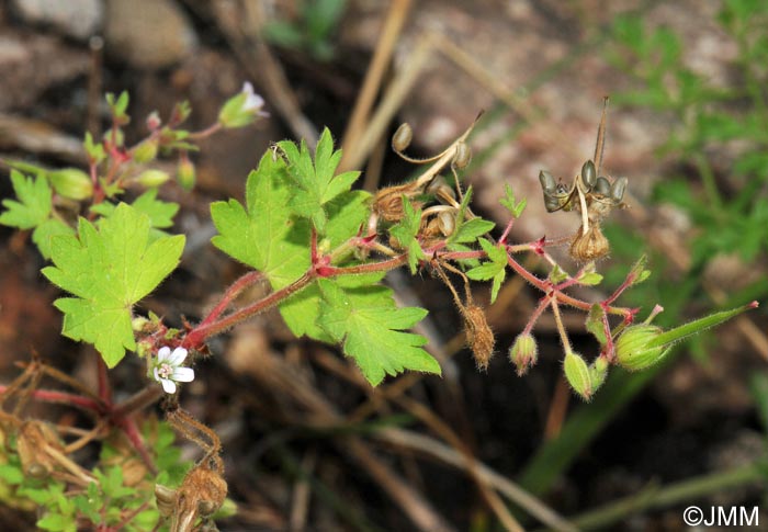 Geranium pusillum