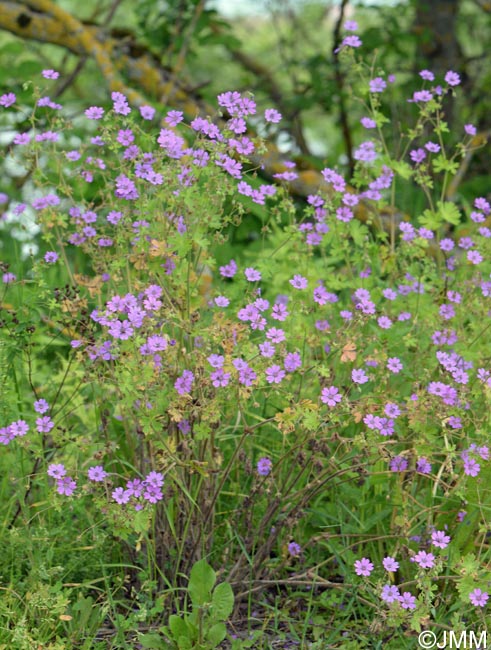 Geranium pyrenaicum