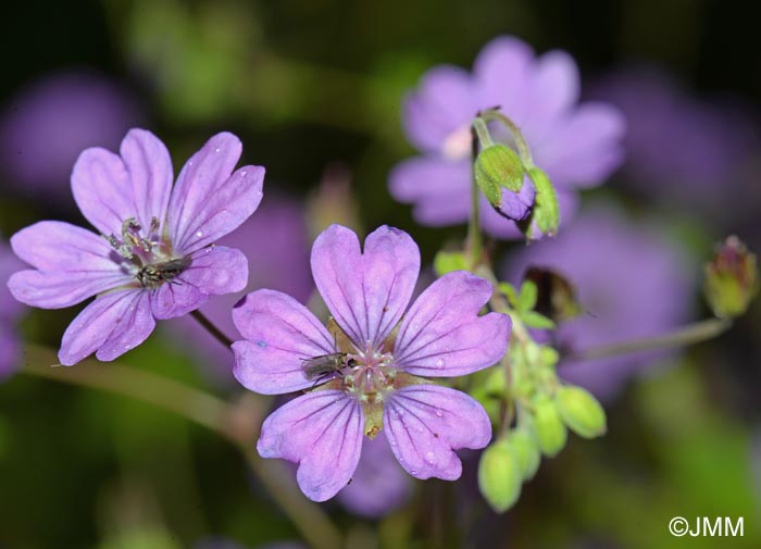 Geranium pyrenaicum