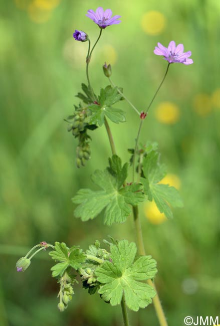 Geranium pyrenaicum