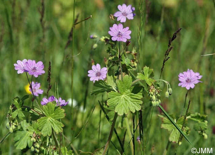 Geranium pyrenaicum