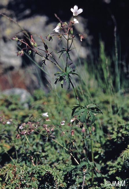 Geranium rivulare