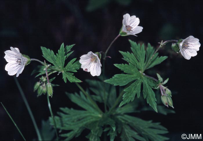 Geranium rivulare