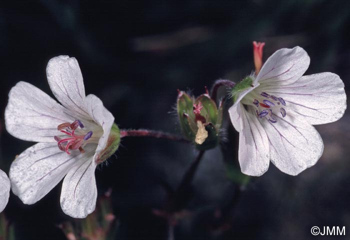 Geranium rivulare