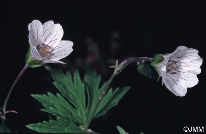 Geranium rivulare