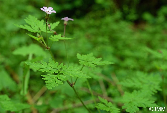 Geranium robertianum