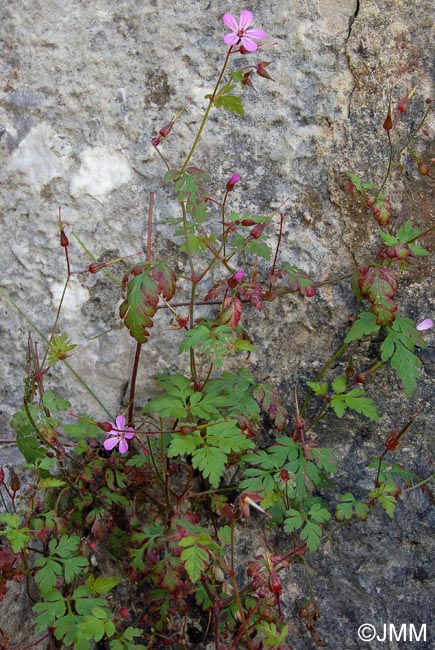 Geranium robertianum