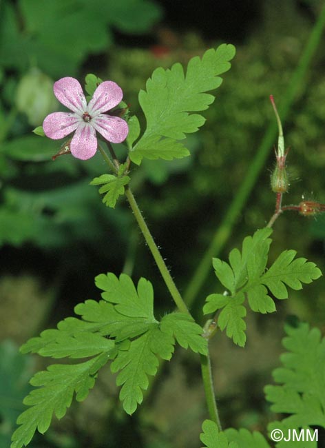 Geranium robertianum