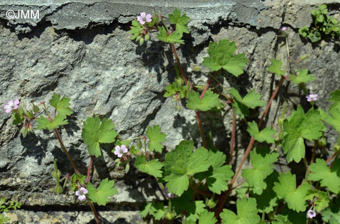 Geranium rotundifolium