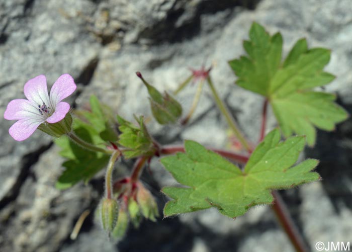 Geranium rotundifolium