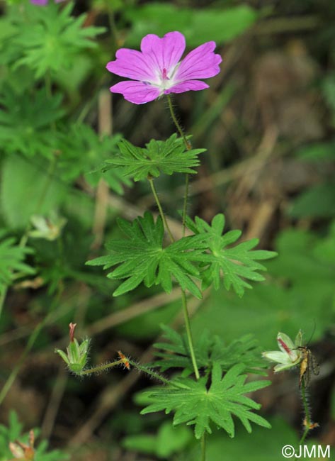 Geranium sanguineum