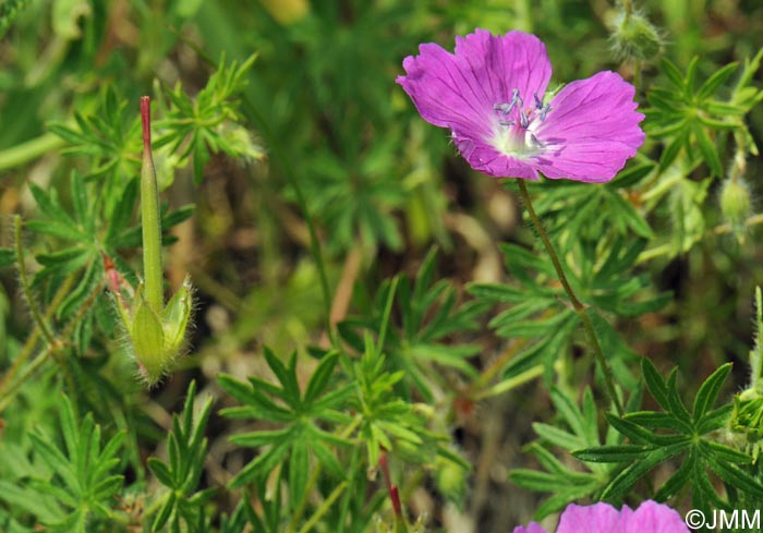 Geranium sanguineum