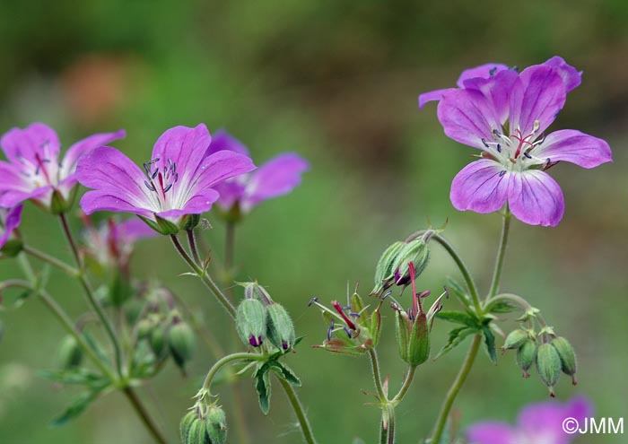 Geranium sylvaticum