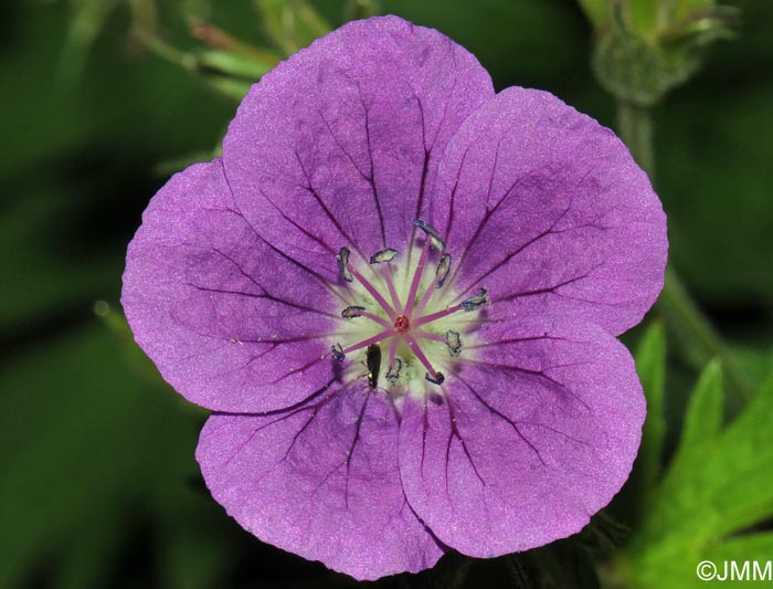 Geranium sylvaticum