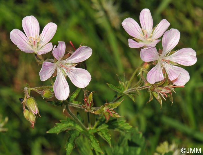 Geranium sylvaticum : forme claire