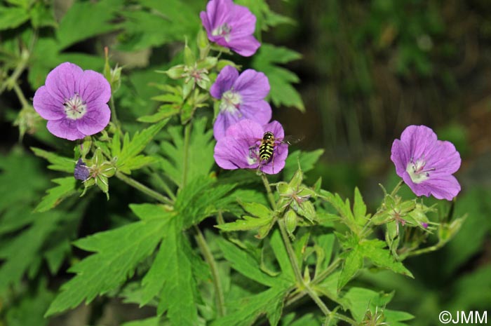 Geranium sylvaticum