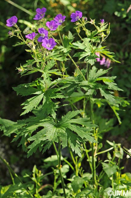 Geranium sylvaticum