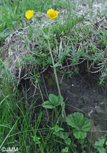 Geum pyrenaicum