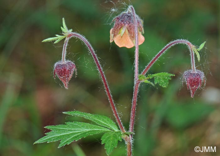 Geum rivale