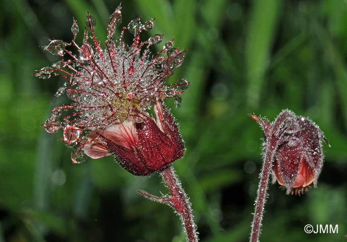 Geum rivale