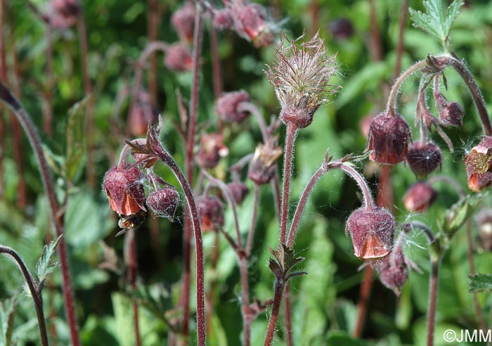 Geum rivale