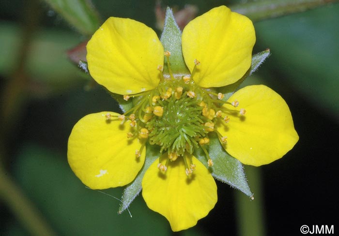 Geum urbanum