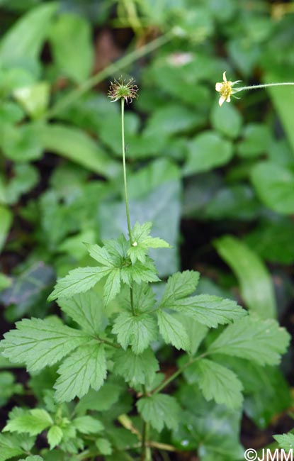 Geum urbanum