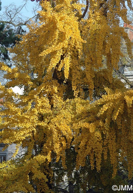 Ginkgo biloba