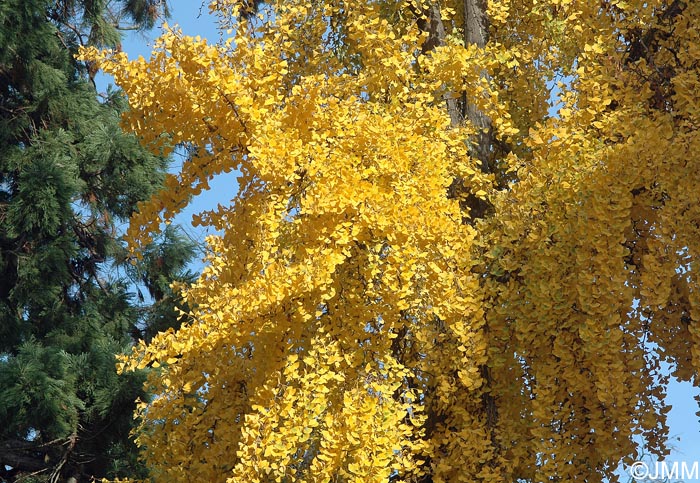 Ginkgo biloba