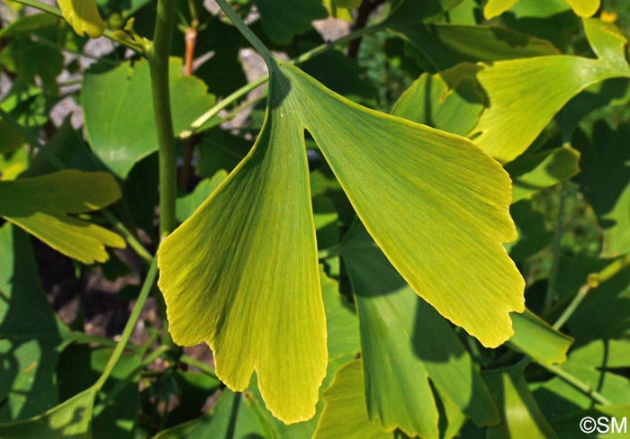 Ginkgo biloba