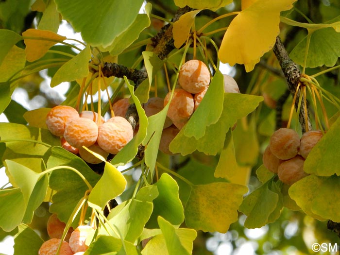 Ginkgo biloba