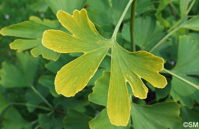 Ginkgo biloba