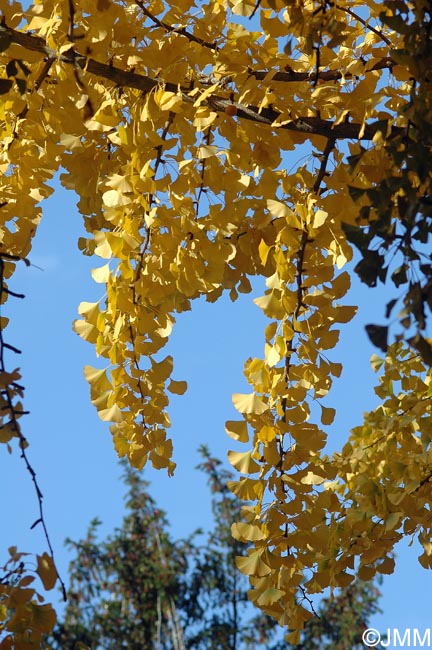 Ginkgo biloba