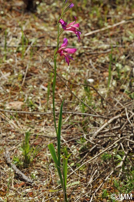 Gladiolus communis