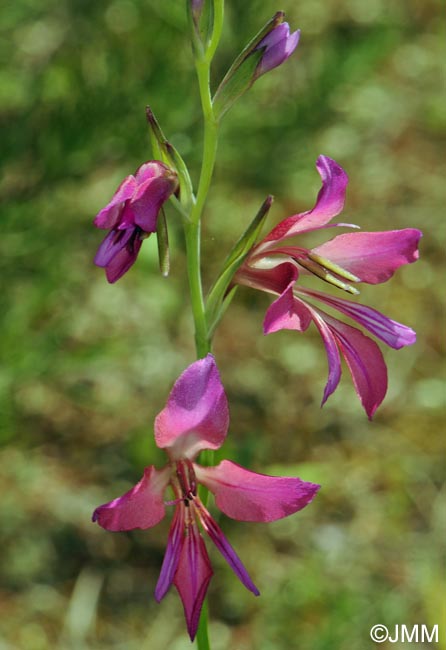 Gladiolus communis